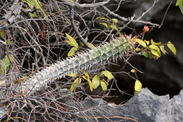 DSC_3662 - Version 2 copy