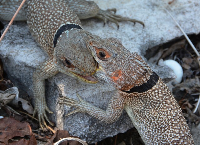 DSC_3731 - Version 3