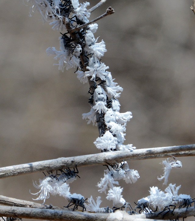 DSC_4677 - Version 3