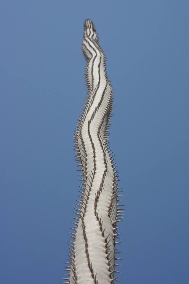 DSC_4729 - Version 2