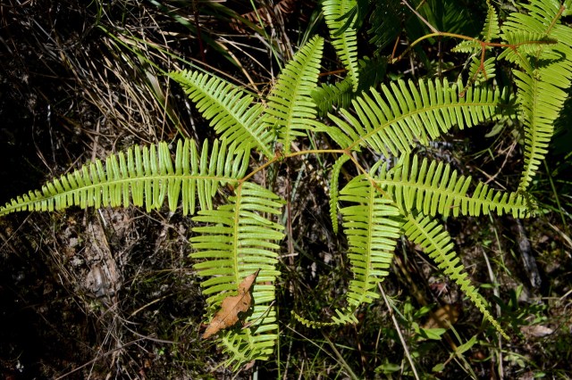 DSC_5243 - Version 2