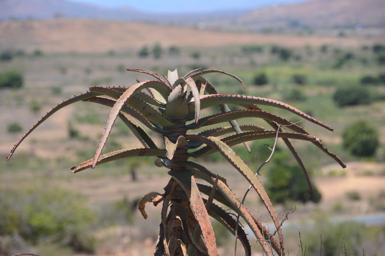 DSC_5295 - Version 2