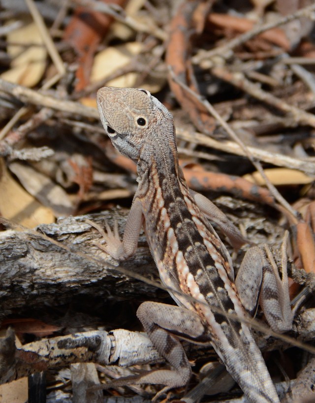 DSC_4341 - Version 2