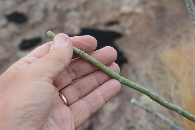 DSC_6061 - Version 2