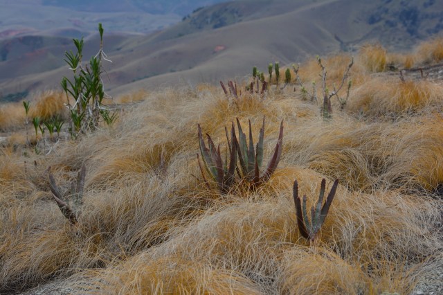 DSC_6069 - Version 2