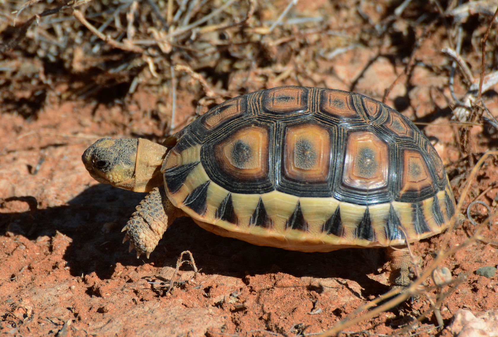 DSC_3464 - Version 2