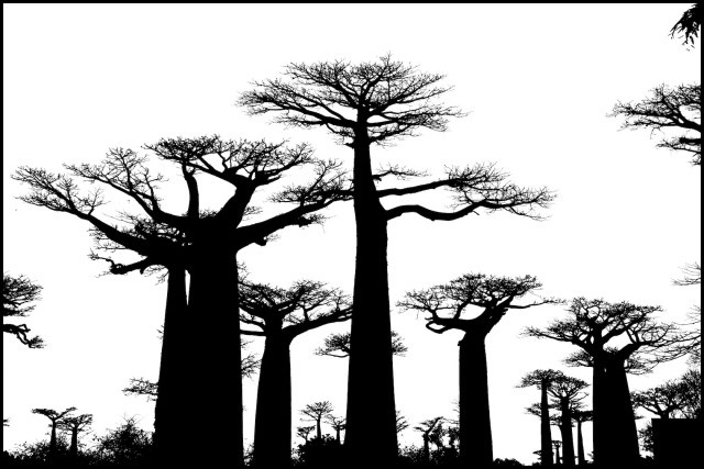 dsc_3536-version-2mod