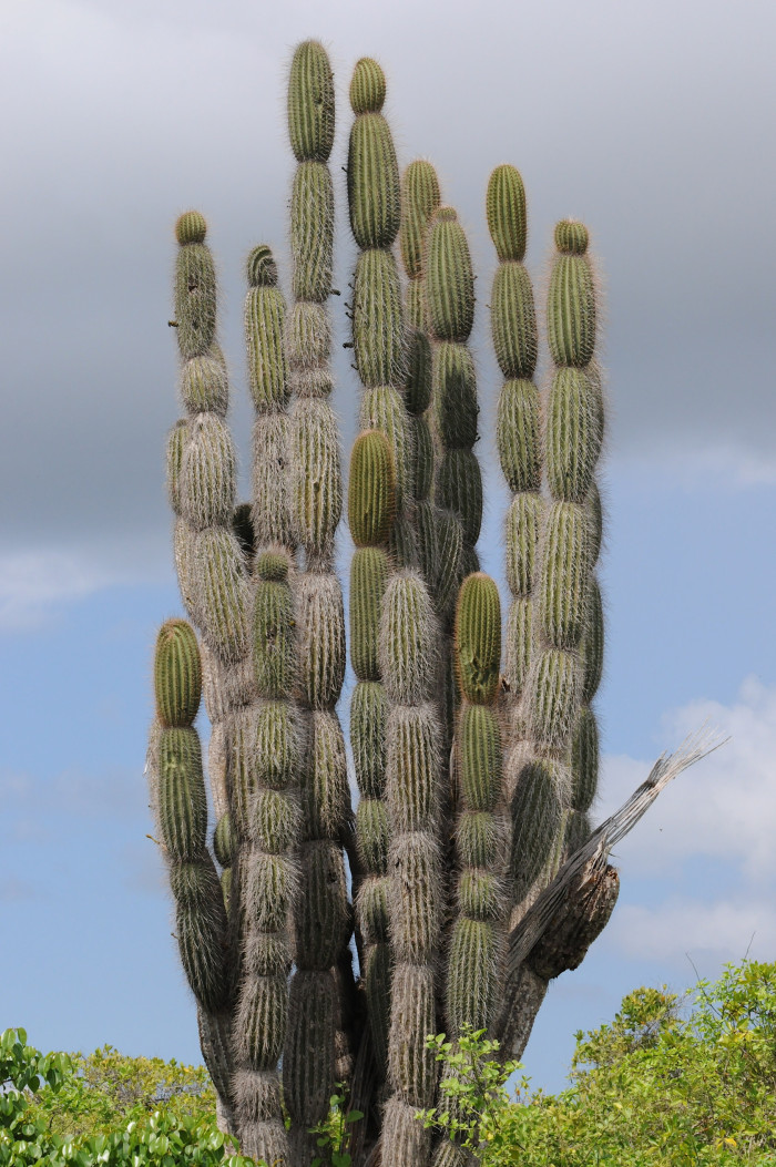 dsc_8817-version-2mod