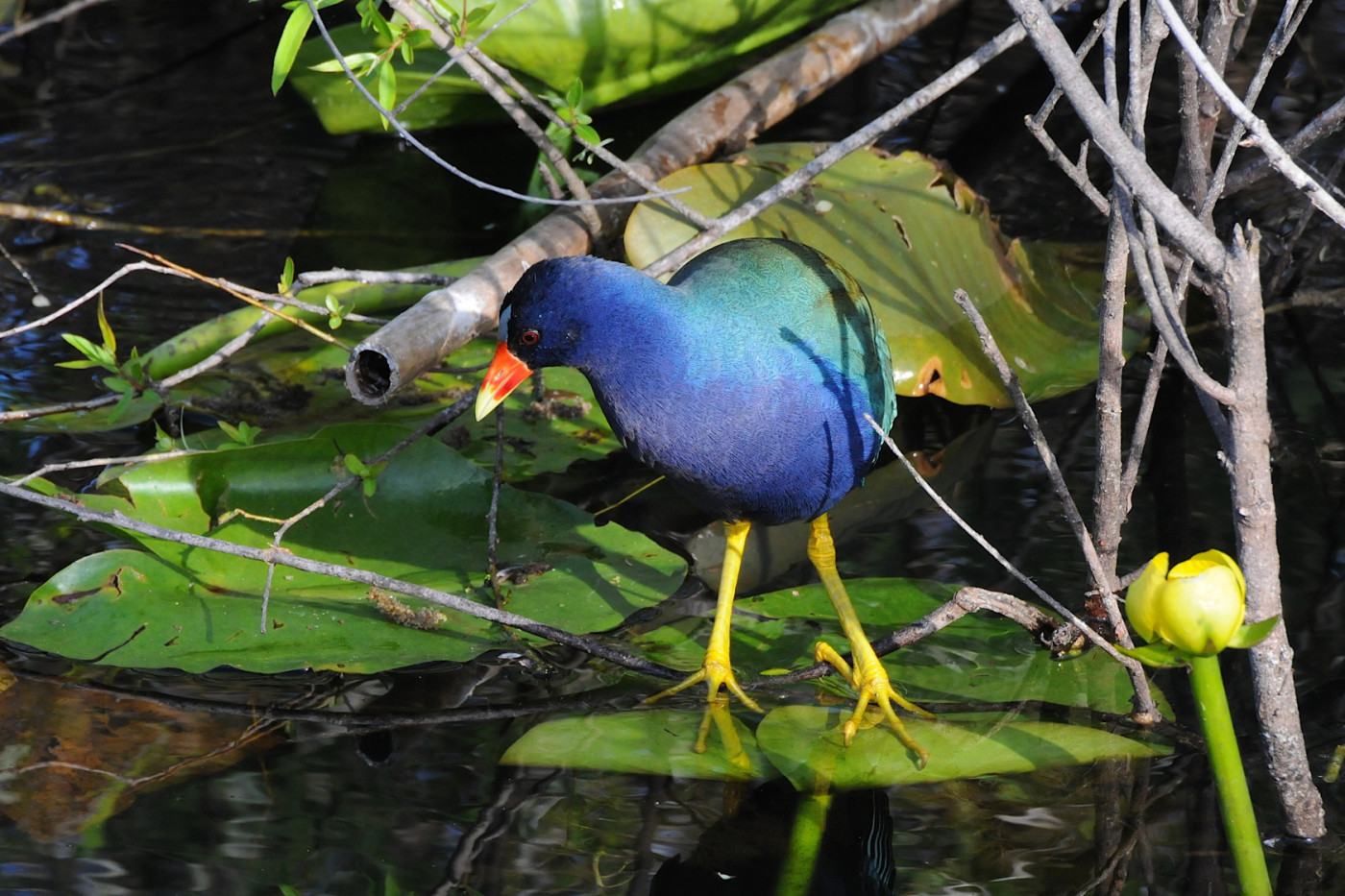 dsc_9678-version-2mod