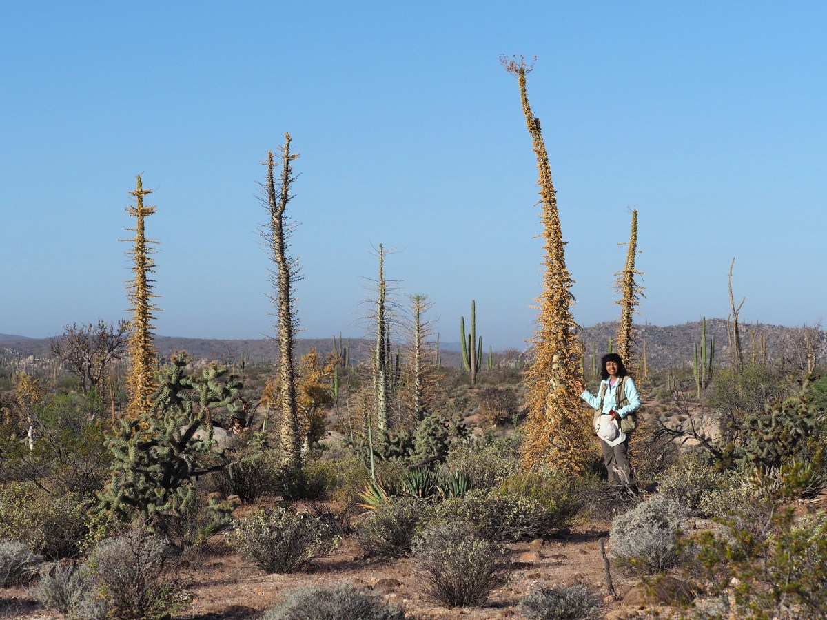 Not-so-tall Cirio Trees with their leaves turning yellow and soon to fall.