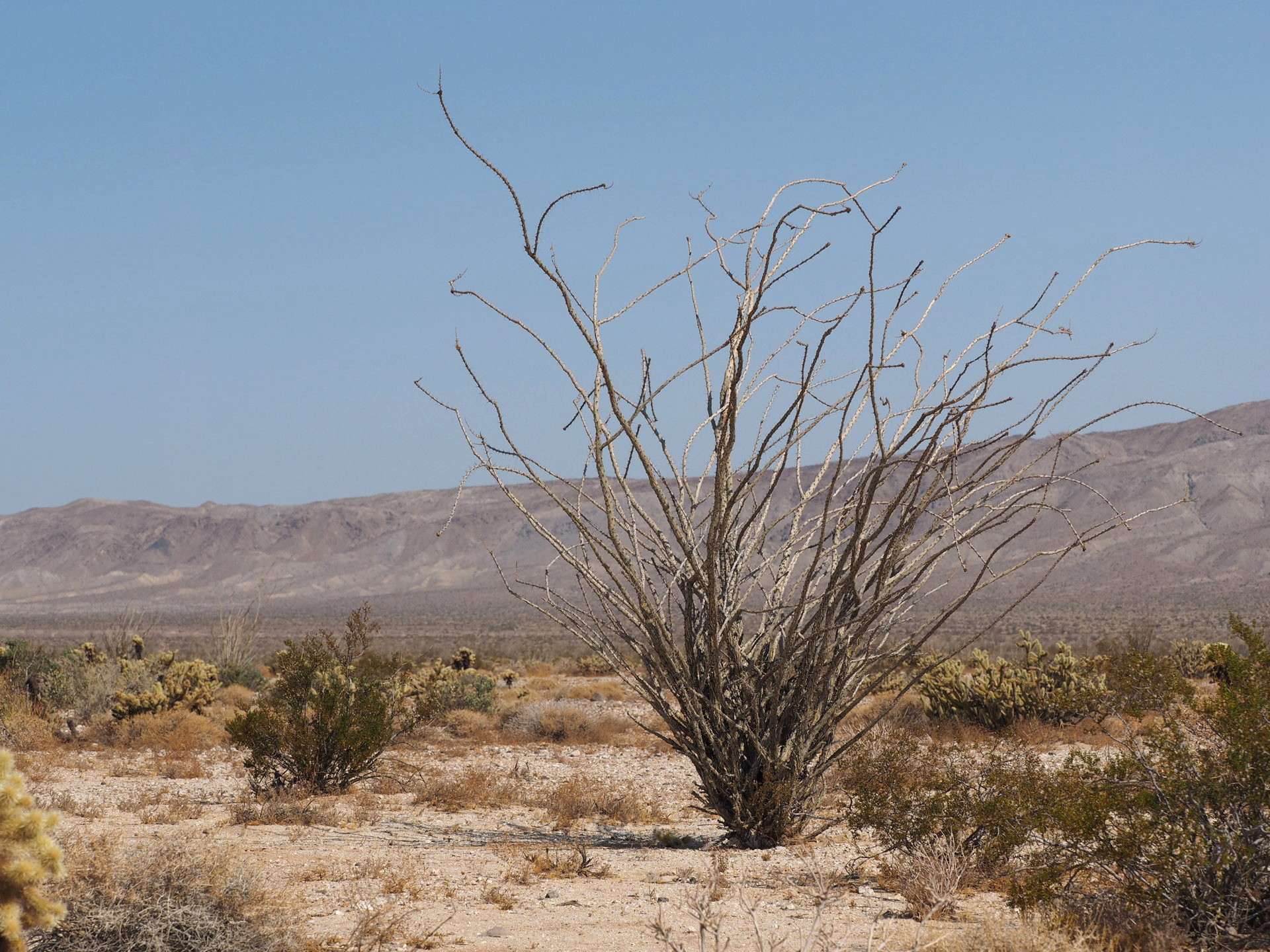 landscape in Anza Borrego Desert State Park - Colorado Desert.  Vegetation is widely separated, here an Ocotillo is the tallest plant.