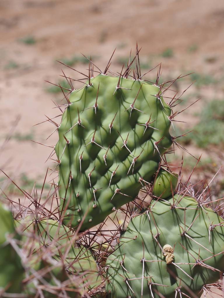 A very common and widespread prickly pear cactus - Opuntia sulfurea.