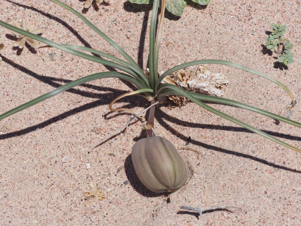 An annual with large fruit/seed.