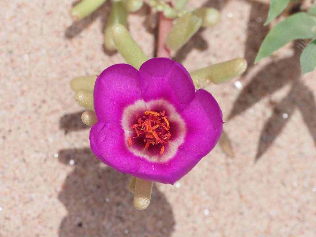 A succulent on the sandy soil, after summer rains.