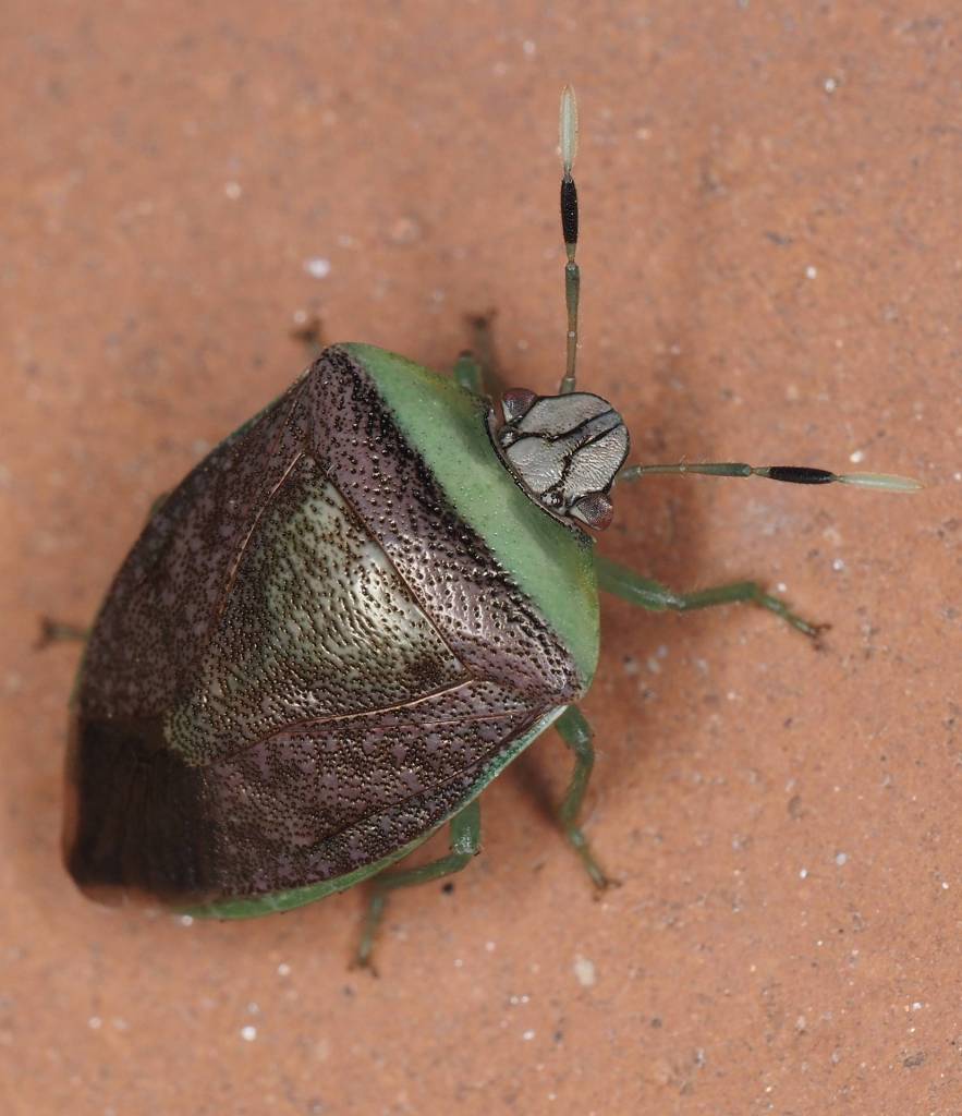 A Shield Bug - there are many species of this with many color variations.