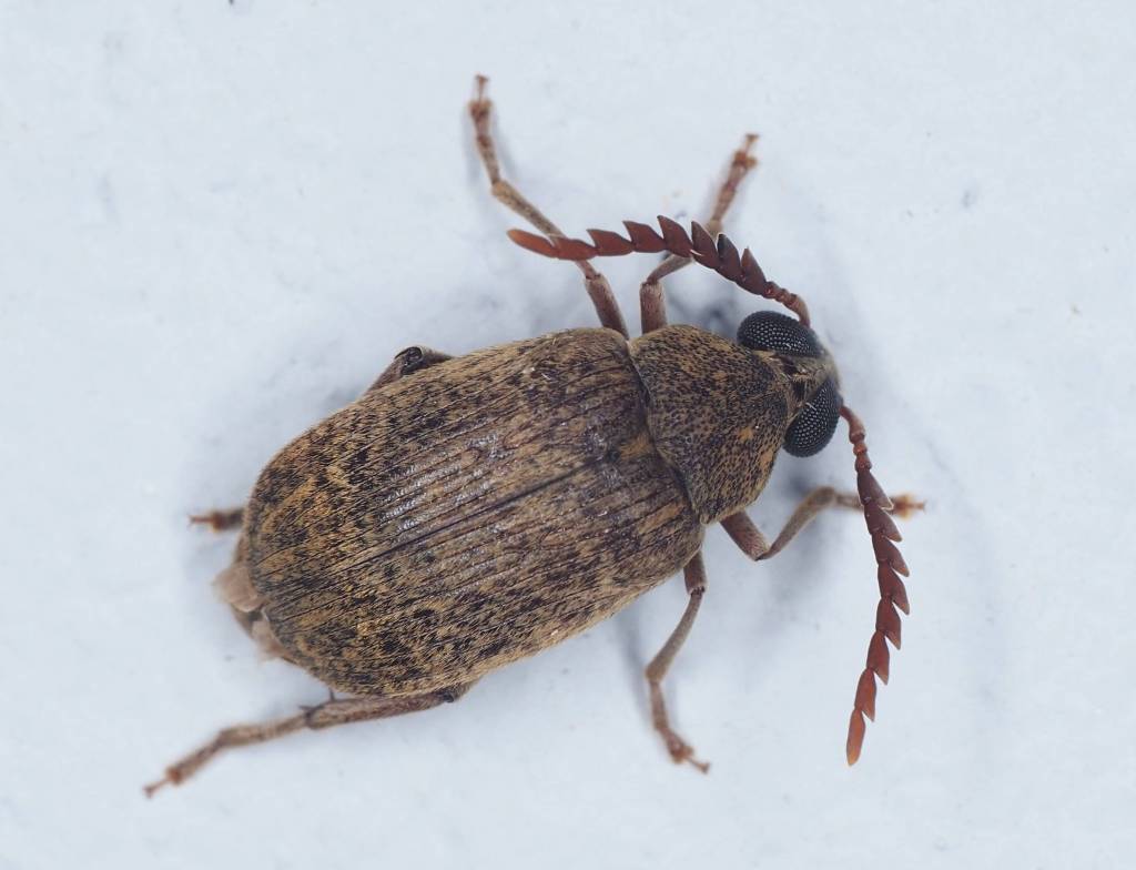 Yet another beetle with interesting antenna.