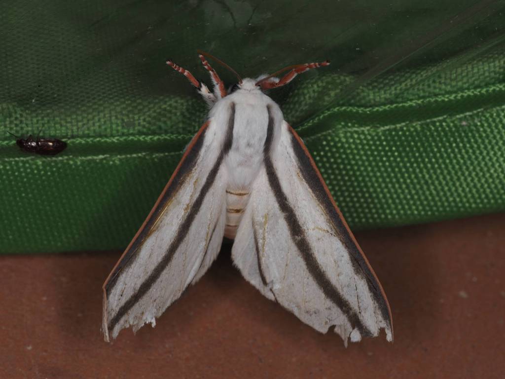 moth